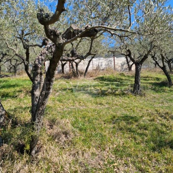terreno agricolo in vendita ad Assisi
