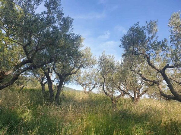terreno agricolo in vendita ad Assisi