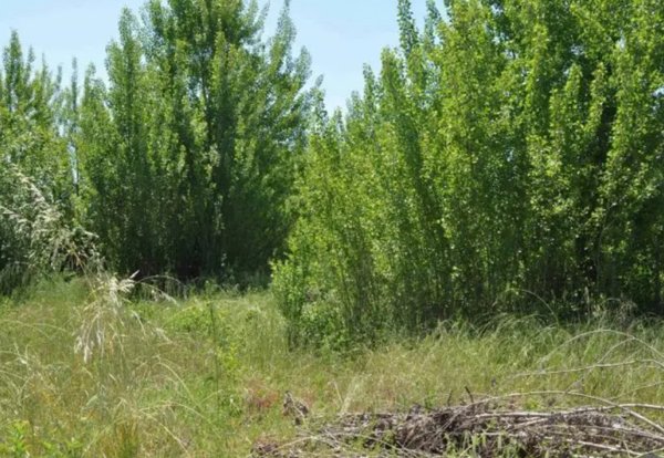 terreno edificabile in vendita ad Assisi in zona Castelnuovo