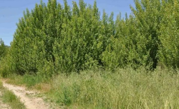 terreno edificabile in vendita ad Assisi in zona Castelnuovo