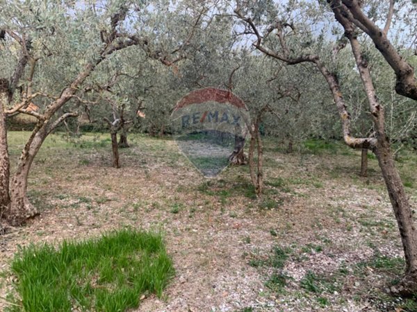 terreno agricolo in vendita ad Assisi in zona Viole