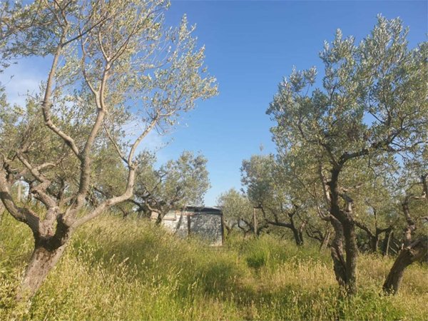 terreno agricolo in vendita ad Assisi