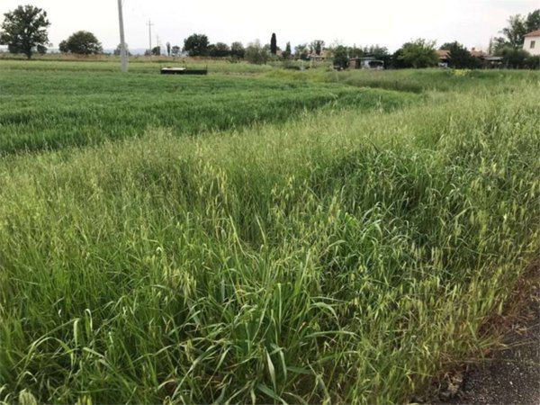 terreno agricolo in vendita ad Assisi in zona Castelnuovo