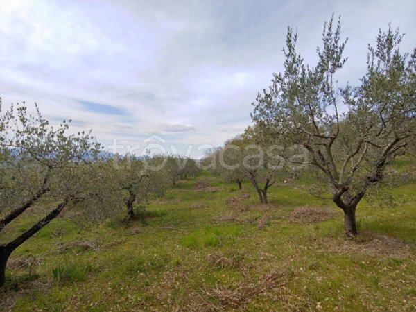 terreno agricolo in vendita ad Assisi in zona Rocca San Angelo