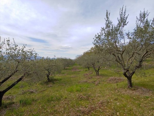 terreno agricolo in vendita ad Assisi in zona Rocca San Angelo