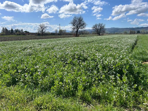 terreno agricolo in vendita ad Assisi in zona Castelnuovo