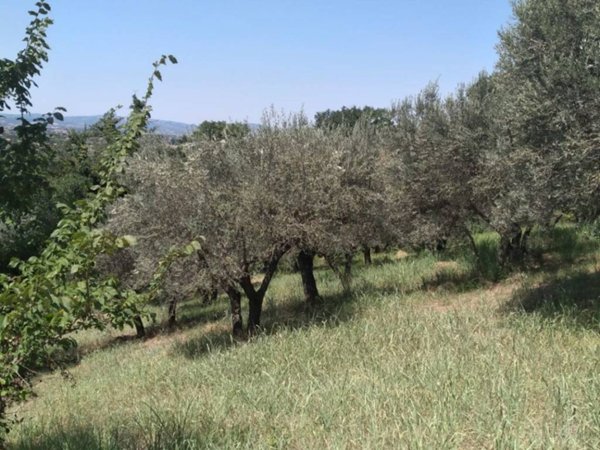 terreno edificabile in vendita ad Assisi in zona Rivotorto