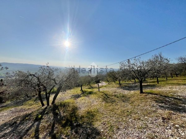 terreno agricolo in vendita ad Assisi in zona Santa Maria degli Angeli