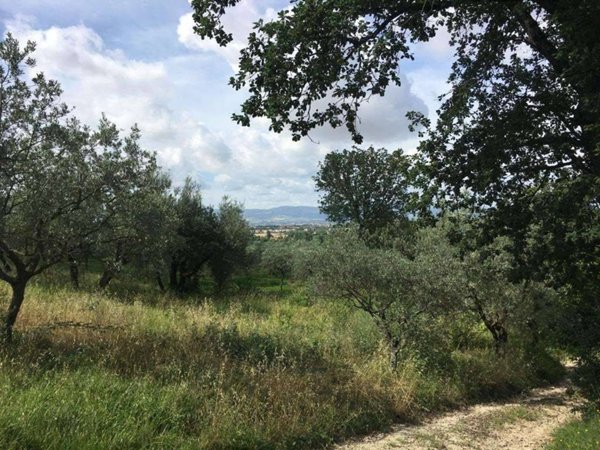 terreno agricolo in vendita ad Assisi in zona Palazzo