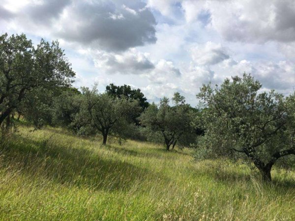 terreno agricolo in vendita ad Assisi in zona Palazzo