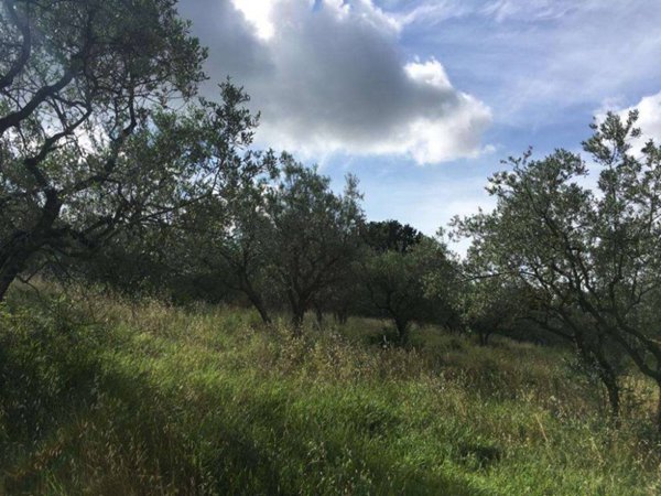 terreno agricolo in vendita ad Assisi in zona Palazzo