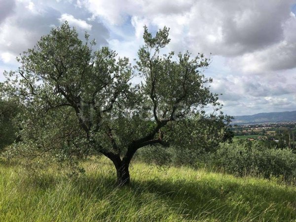 terreno agricolo in vendita ad Assisi in zona Palazzo