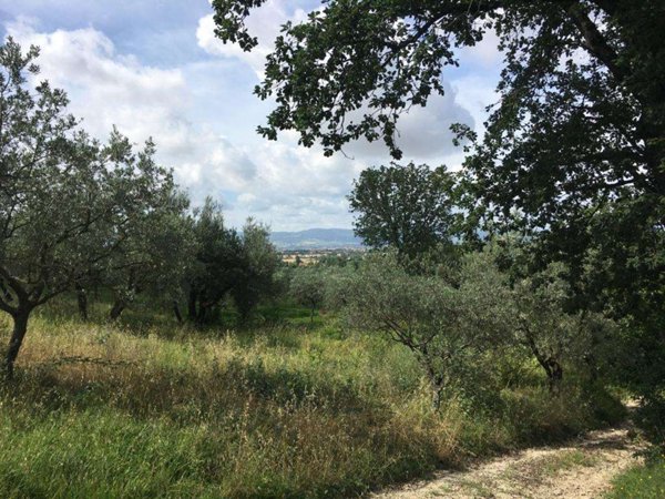 terreno agricolo in vendita ad Assisi in zona Palazzo