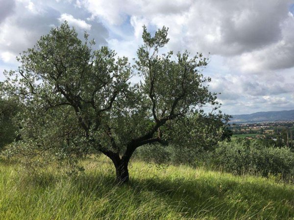 terreno agricolo in vendita ad Assisi in zona Palazzo