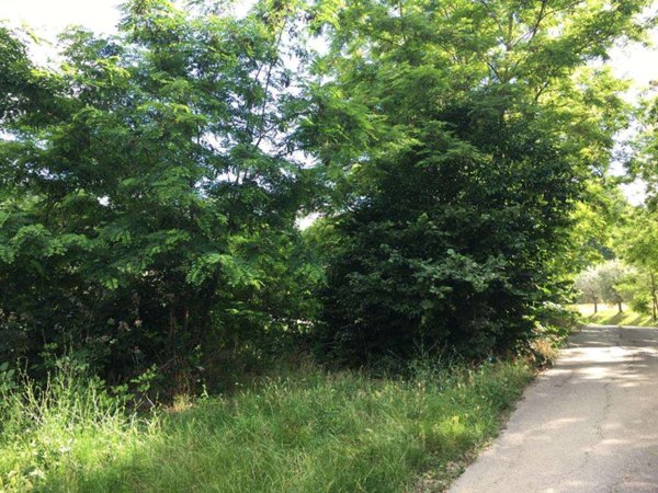 terreno agricolo in vendita ad Assisi in zona Palazzo