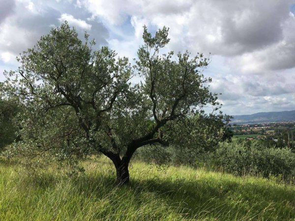 terreno in vendita ad Assisi in zona Palazzo