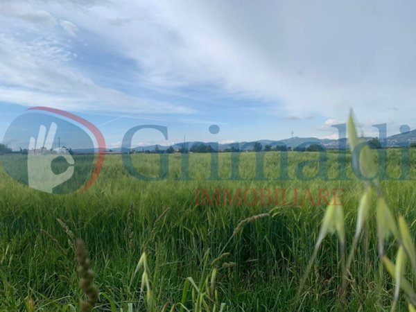 terreno agricolo in vendita a Bettona