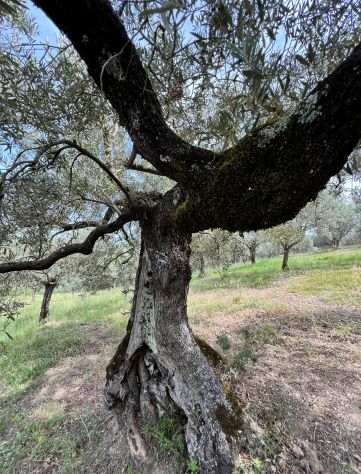 casa indipendente in vendita a Bevagna