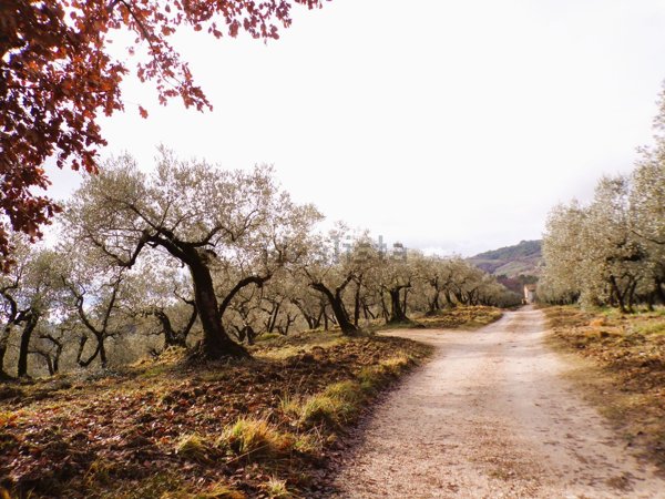 casa indipendente in vendita a Bevagna