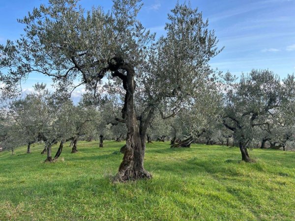 terreno agricolo in vendita a Bevagna