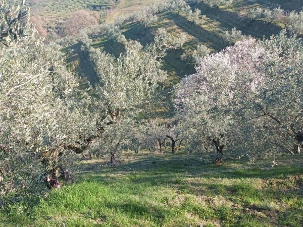 terreno edificabile in vendita a Bevagna in zona Castelbuono
