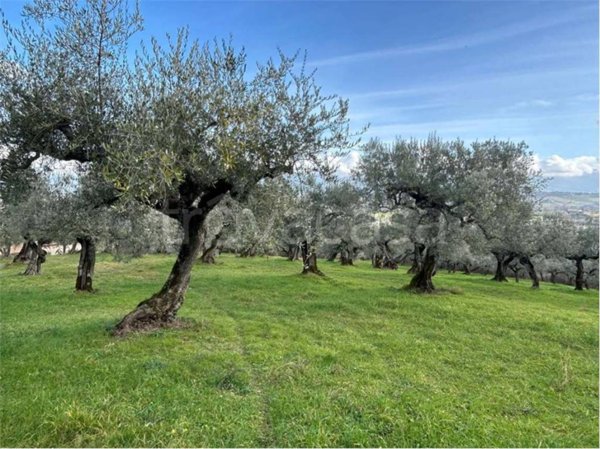 terreno agricolo in vendita a Bevagna in zona Castelbuono