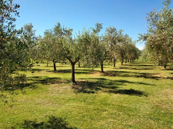 terreno agricolo in vendita a Bevagna