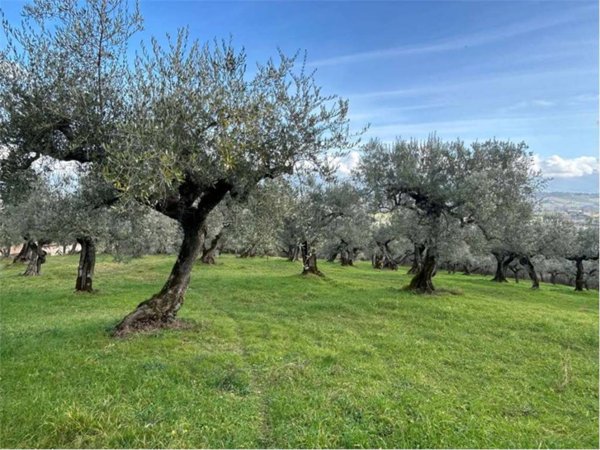 terreno agricolo in vendita a Bevagna in zona Castelbuono