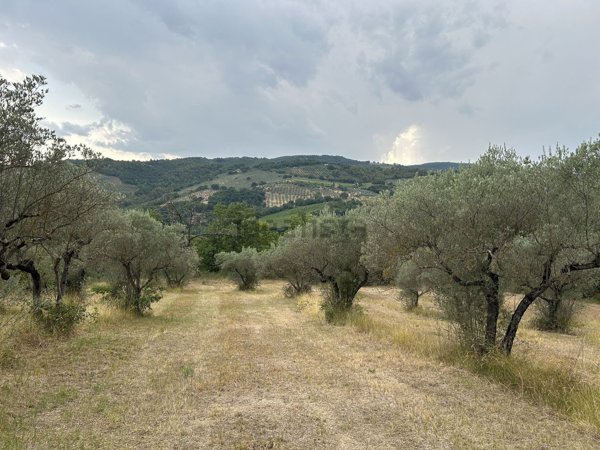 terreno agricolo in vendita a Bevagna in zona Cantalupo