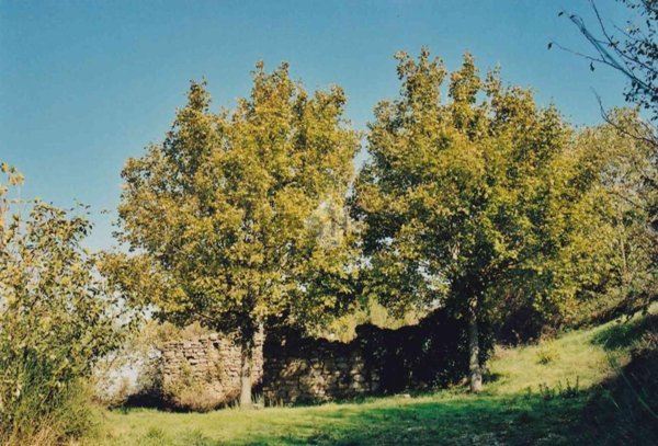 casale in vendita a Cannara