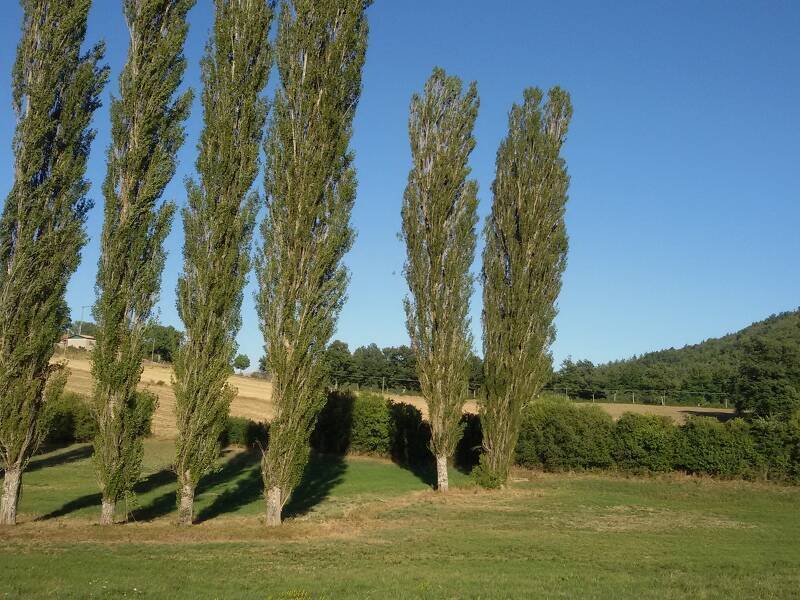 terreno agricolo in vendita a Cascia