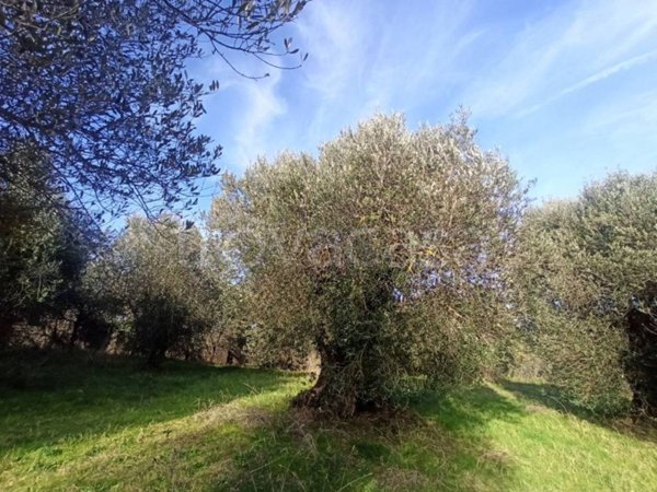 terreno agricolo in vendita a Castiglione del Lago in zona Gioiella