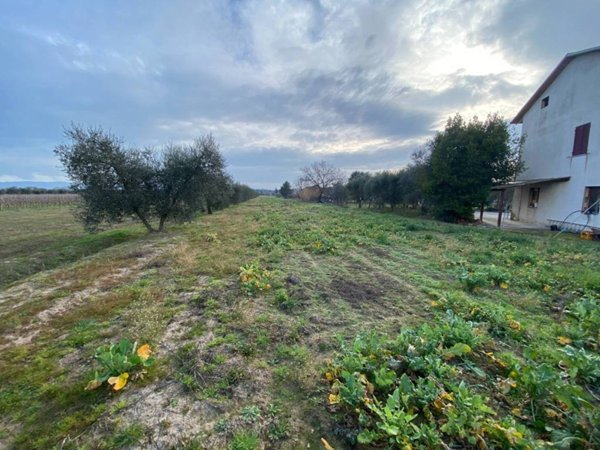 terreno agricolo in vendita a Castiglione del Lago