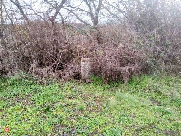 terreno agricolo in vendita a Castiglione del Lago