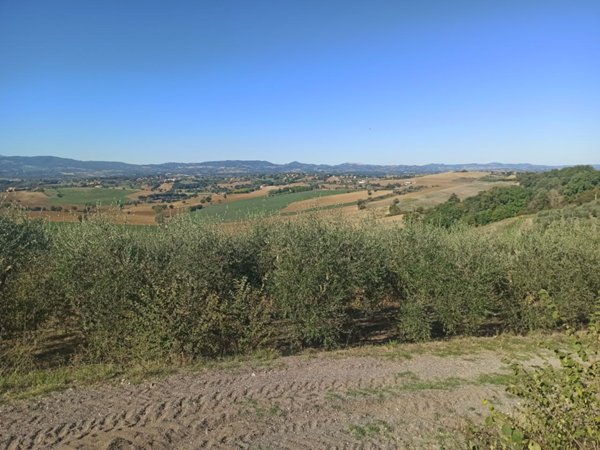 terreno agricolo in vendita a Castiglione del Lago in zona Gioiella
