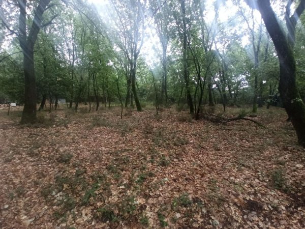 terreno agricolo in vendita a Castiglione del Lago