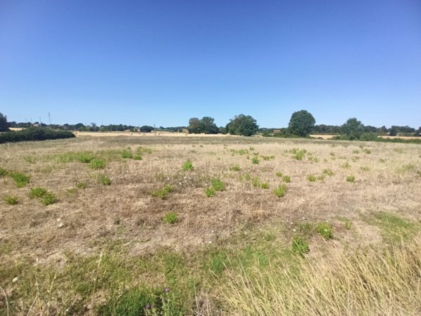 terreno agricolo in vendita a Castiglione del Lago