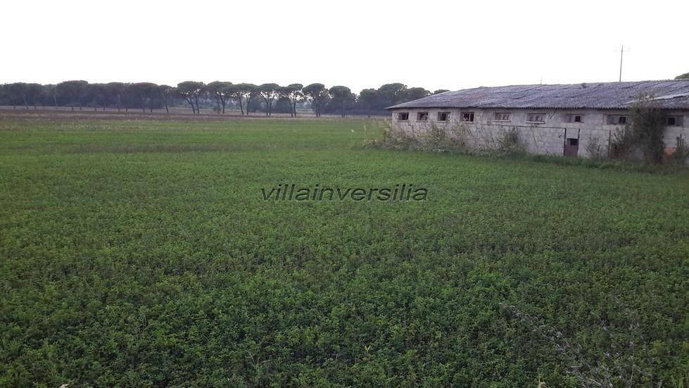 terreno agricolo in vendita a Castiglione del Lago