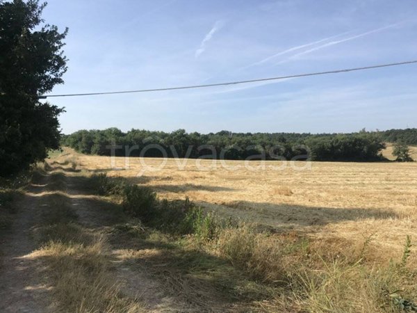 terreno agricolo in vendita a Castiglione del Lago