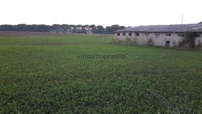 terreno agricolo in vendita a Castiglione del Lago