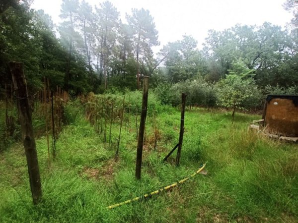 terreno agricolo in vendita a Castiglione del Lago