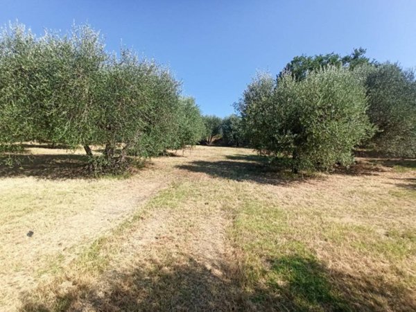 terreno agricolo in vendita a Castiglione del Lago in zona Casamaggiore