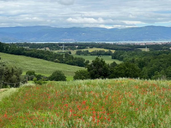 terreno agricolo in vendita a Castiglione del Lago
