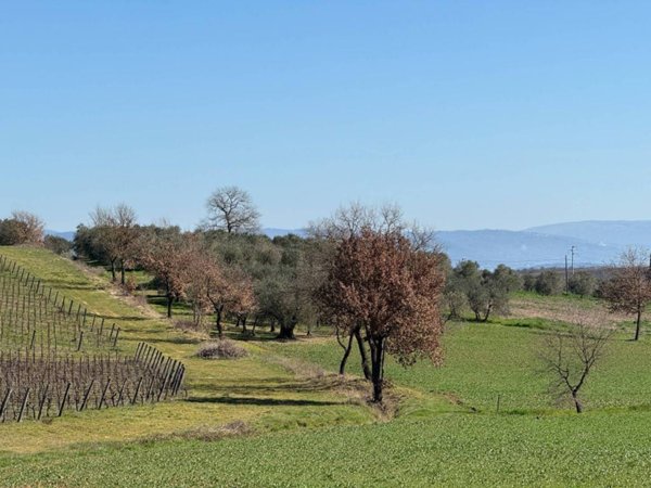 terreno agricolo in vendita a Castiglione del Lago in zona Petrignano del Lago