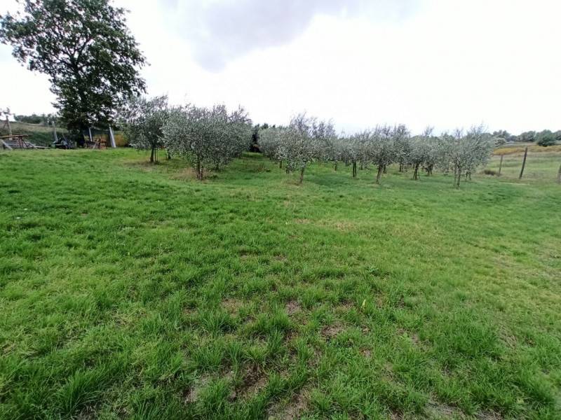 terreno agricolo in vendita a Castiglione del Lago