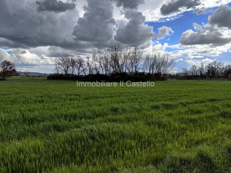 terreno agricolo in vendita a Castiglione del Lago in zona Panicarola