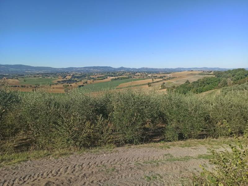 terreno agricolo in vendita a Castiglione del Lago in zona Gioiella