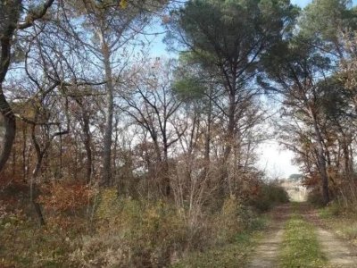 azienda agricola in vendita a Castiglione del Lago