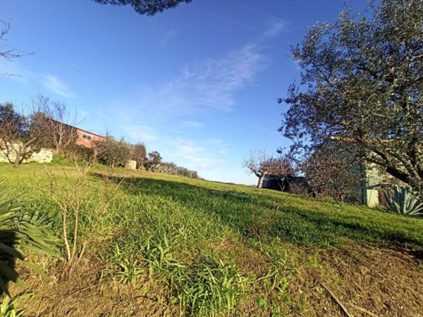 terreno agricolo in vendita a Castiglione del Lago