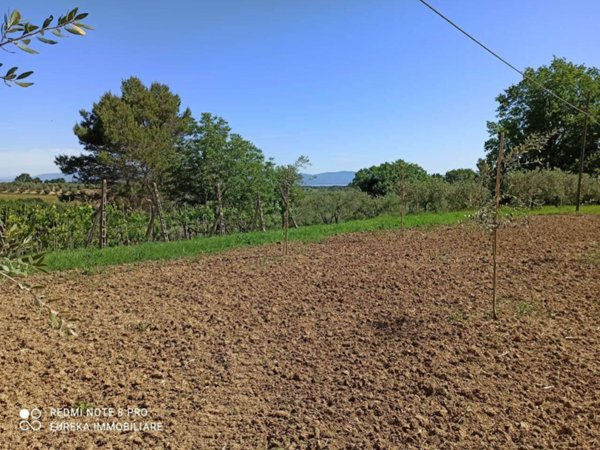 terreno agricolo in vendita a Castiglione del Lago